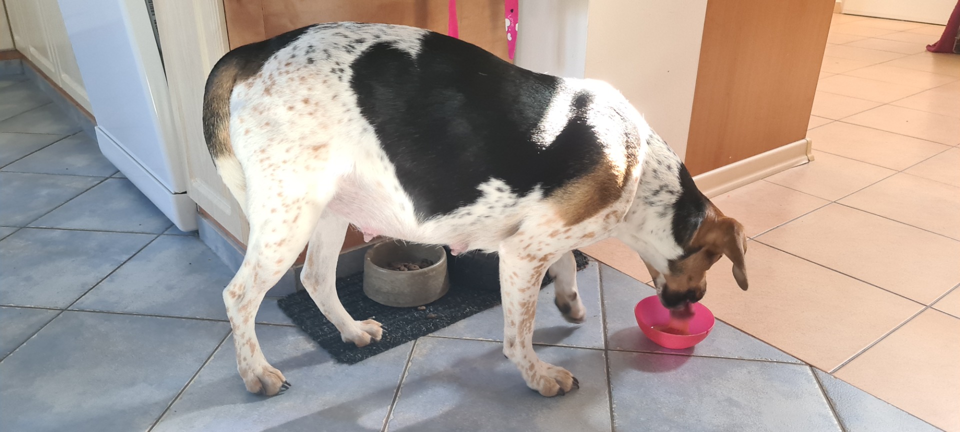 5. 3. 2021 uživit štěňata dá pořádně zabrat